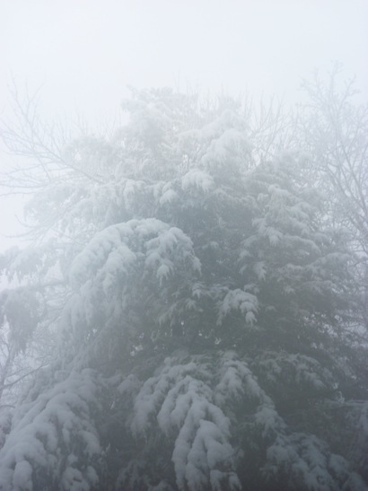 [Tree with snow]